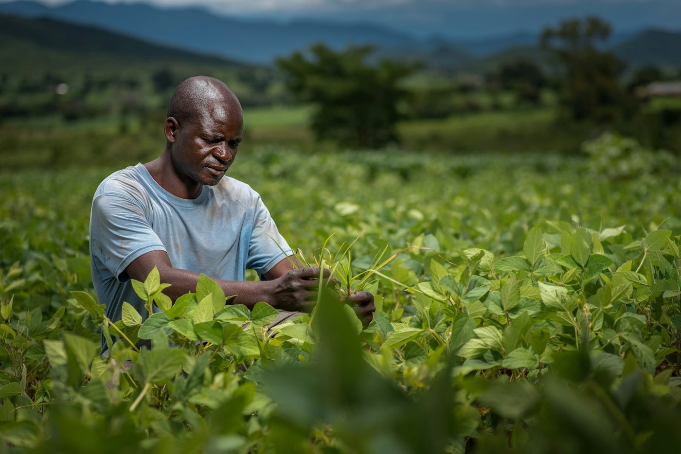A man crouches among dense green bean plants, tending them by hand, with hills behind.