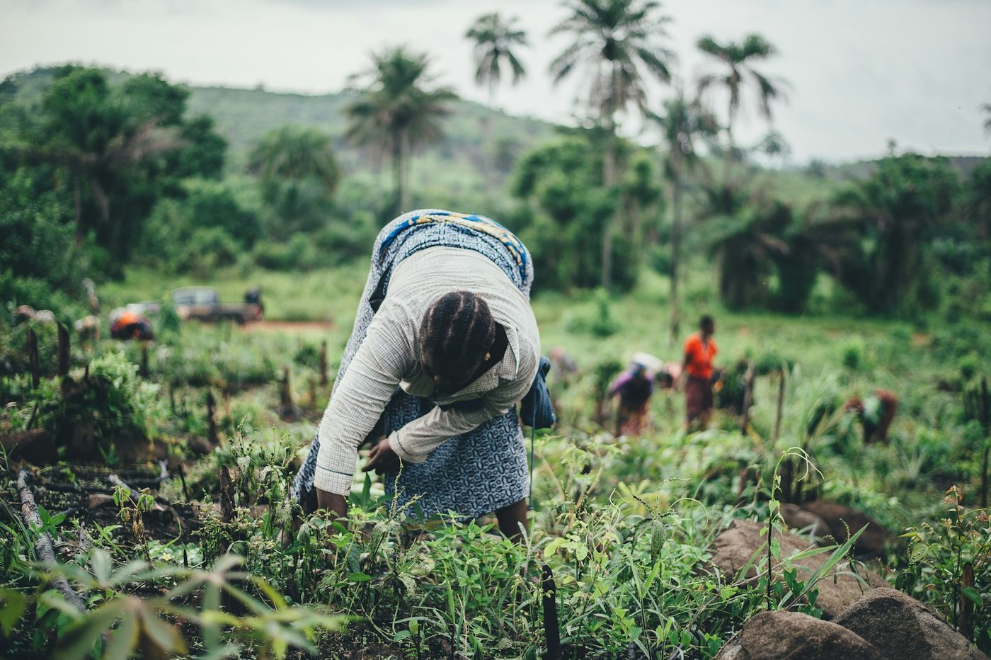 A woman bends to work among young crops on a green smallholder plot, with other people working further back and wooded hills behind.