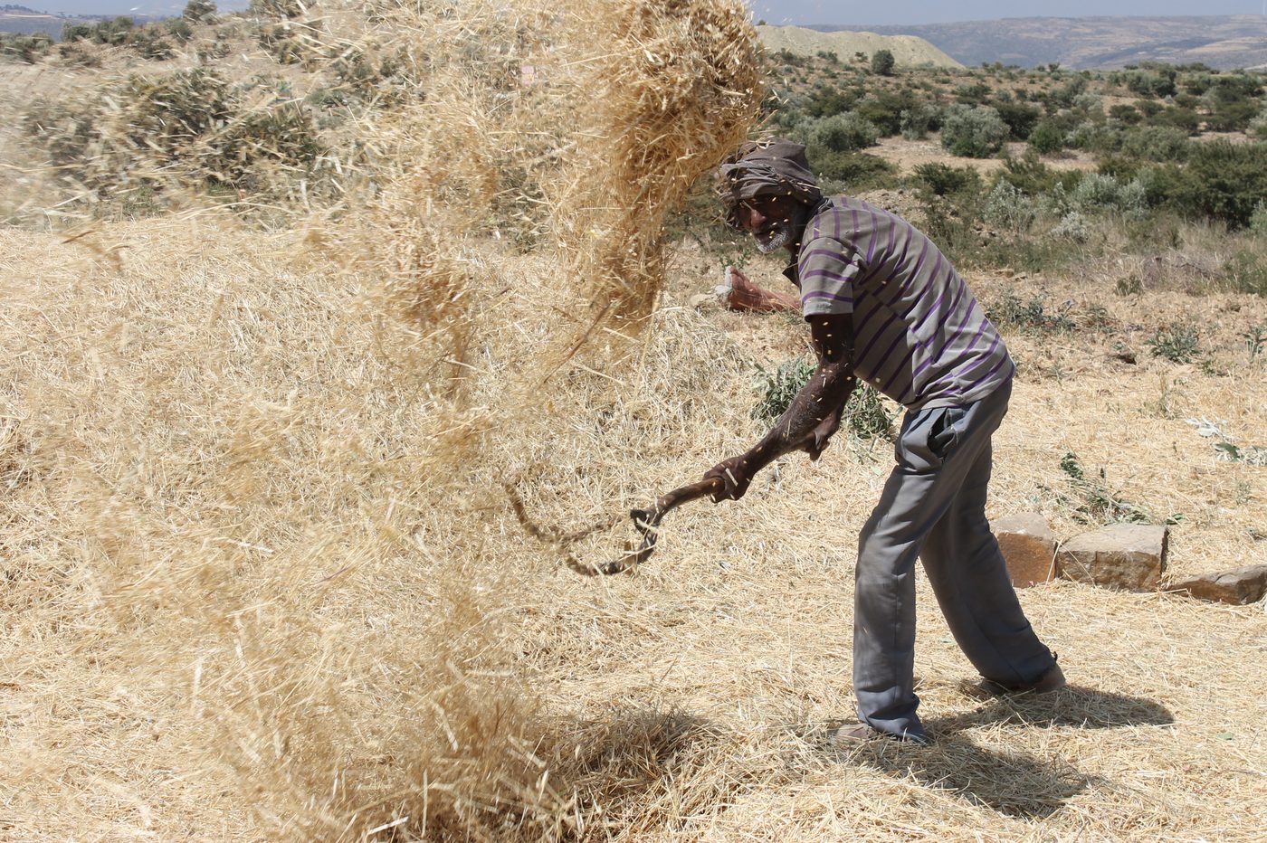 A man in a striped shirt tosses threshed straw into the air with a wooden fork on a threshing ground, with dry hills and scrub behind him.