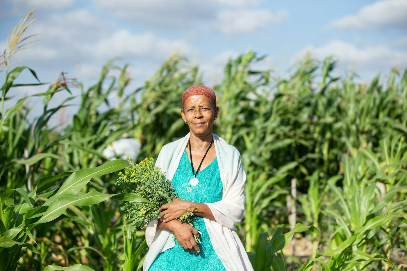 A woman in a white shawl stands in a tall green maize field, holding a bundle of freshly picked leafy plants.