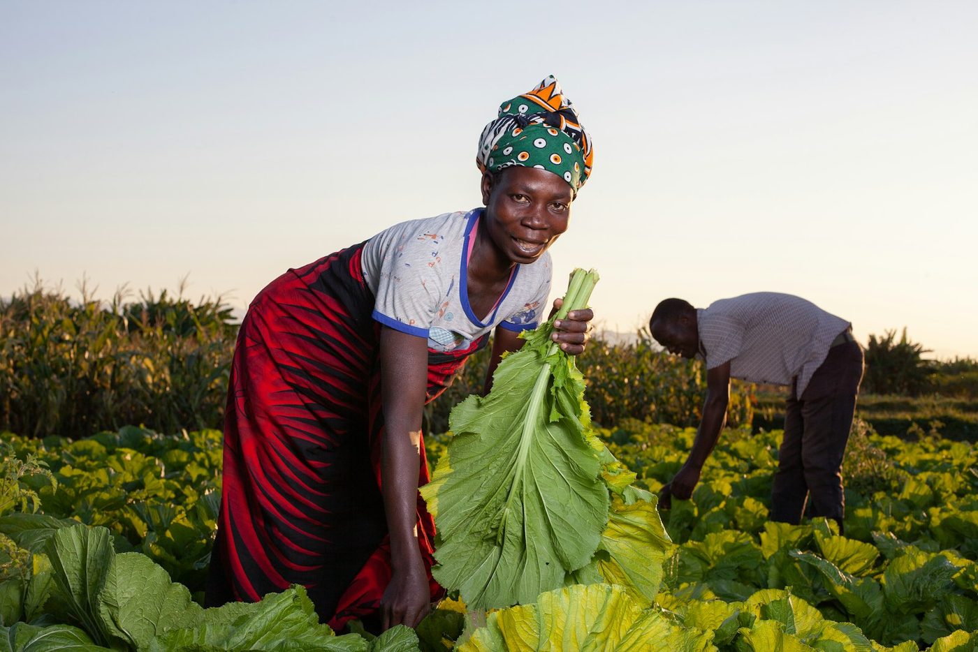 A woman in a red wrap and head scarf holds a large green leaf as she harvests in a leafy field at dusk, with a man working behind her.